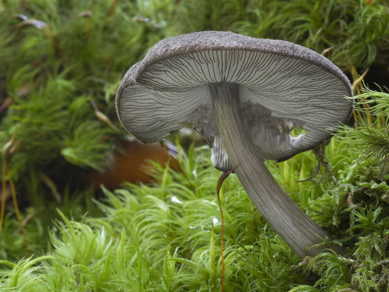 Pluteus atromarginatus